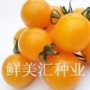 高品质樱桃型水果番茄，鲜艳的柠檬黄色，口味香甜，耐贮运。
