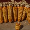 抗病抗倒玉米种子——农大95