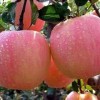 矮化苹果苗m26苹果苗矮化红富士苹果苗
