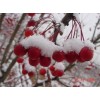 冬红海棠苗（又名冬红果，长寿果，雪红果）盆景苗