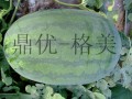 西瓜种子-格美 (3ͼ)