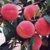 1-2年桃树苗嫁接新品种经济效益高