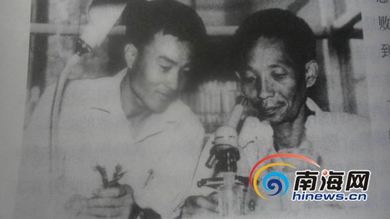 袁隆平与助手李必湖(左)镜检水稻雄性不育株花粉。(南海网记者孙令正翻拍)