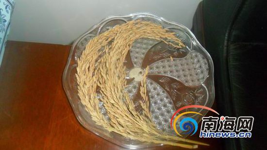 &ldquo;超级杂交水稻&rdquo;标本。(南海网记者孙令正摄)