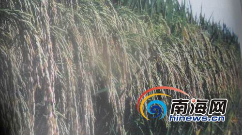 袁隆平研种的&ldquo;超级杂交水稻&rdquo;。据不完全统计，全世界有22亿五千万亩水稻，2013年中国的杂交稻在印度、越南、菲律宾、美国、巴西等国家推广的面积有九千多万亩，平均亩产量比当地优良品种高出二百六十斤左右。如果世界上有一半的稻田种上杂交稻，所增产的粮食，按平均每亩增产二百六十斤计算，可以多养活四至五亿人口。(南海网记者孙令正翻拍)