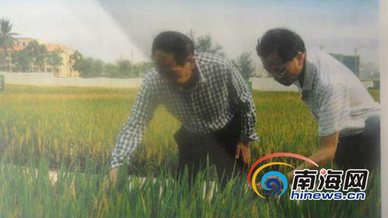 袁隆平在海南基地里搞科研。(南海网记者孙令正翻拍)