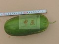 高糖甜瓜新品种在中原西甜瓜研究所培育成功-青甜08 (3ͼ)