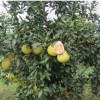平和县正达蜜柚种苗有限公司-----黄肉柚子苗供应