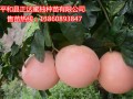 平和县正达三红蜜柚苗 (3ͼ)