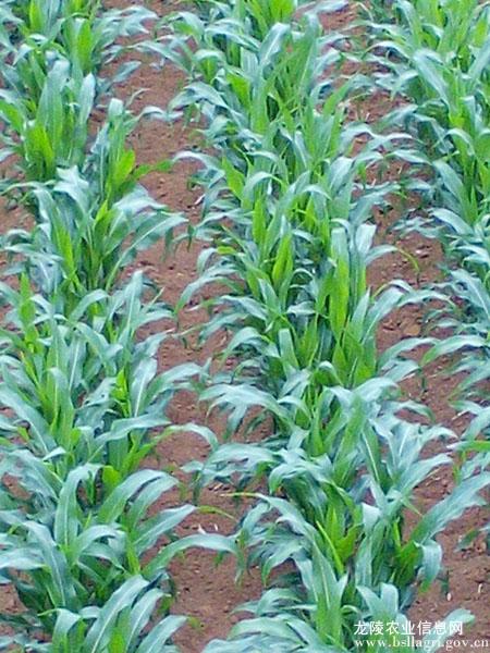 图片其版权均归原作者所有，未经许可严禁转载或建立镜像，如需转载，请与作者或本站联系