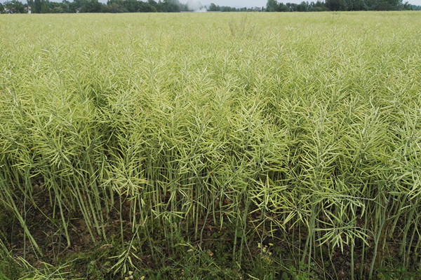 机收籽粒品种田间表现