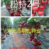 优质高产番茄种子_粉特2号_寿光晨宏种业耐低温番茄种子