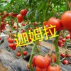 高产耐低温番茄种子/以色列西红柿种子