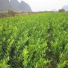 品种纯的沃柑苗出售——达州沃柑果苗
