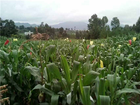 图片其版权均归原作者所有，未经许可严禁转载或建立镜像，如需转载，请与作者或本站联系