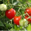西红柿批发价格|淄博信誉好的西红柿供应商