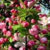 山东樱花种植基地：哪里能买到优质的西府海棠