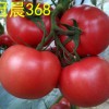 今日更新“西红柿种子”价格行情走势…进口西红柿种子批发√抗病毒西红柿种子批发