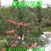 矮化苹果苗、神富一号苹果苗、M9T337自根砧