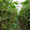 可信赖的蔬菜温室大棚建设就在富尔农业科技_温室大棚造价