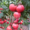 粉罗兰番茄种子（推荐）西红柿种子