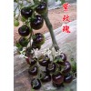 中国紫玫瑰——紫色番茄种子 优质紫玫瑰紫色番茄种子哪里买