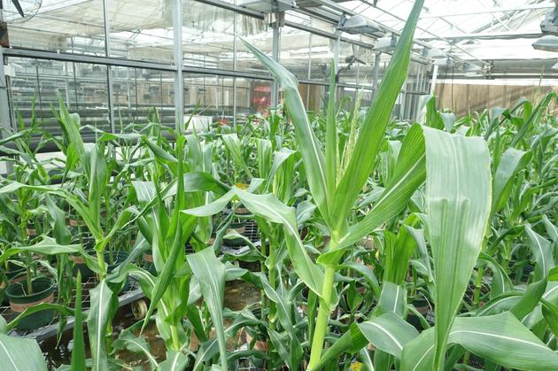 温室中的转基因玉米