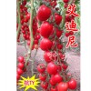 浙江艾迪尼抗TY病毒樱桃西红柿种子——知名的艾迪尼抗TY病毒樱桃小番茄种子供应商
