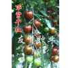 万紫千红黑色番茄种子西红柿种子一年四季均可种植，品种好的万紫千红黑色番茄种子批发
