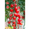 上海红梅-抗TY病毒樱桃小番茄种子：知名的红梅抗TY病毒樱桃小番茄种子供应商