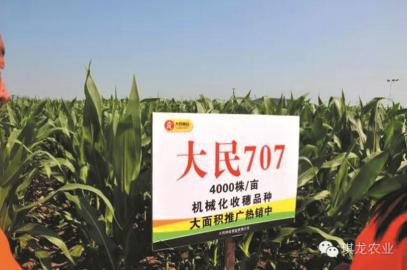 大民种业已育成&ldquo;大民7702 国审&rdquo;、&ldquo;大民3307&rdquo;等玉米品种29个。 资料图