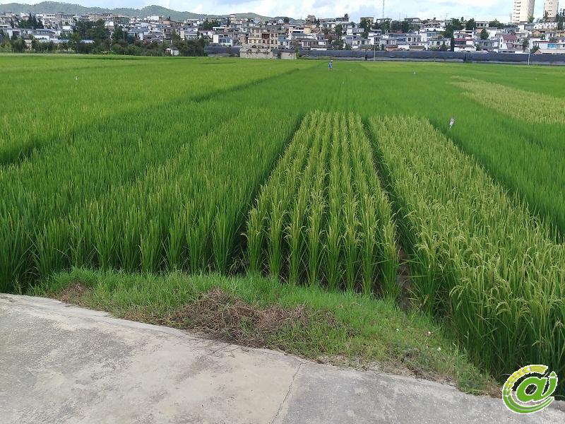 图片其版权均归原作者所有，未经许可严禁转载或建立镜像，如需转载，请与作者或本站联系