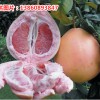 福建平和三红蜜柚苗种植前景分析，正宗三红蜜柚苗供应