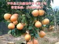 重庆三红蜜柚苗种植管理视频资料 (2140播放)