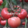 万园二号|抗TY粉果|西红柿种子|长期供应
