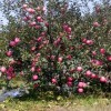 M9T337矮化苹果苗，自根砧苹果苗，中间砧苹果苗