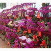 价格合理的蝴蝶兰|实惠的蝴蝶兰观花盆栽供应尽在兴卉园艺场