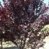 价位合理的紫叶稠李树，优质加拿大红缨专业供应