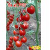 山西红妃993樱桃小番茄种子——优质红妃993-抗TY病毒樱桃小番茄种子哪里买