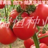 抗黄头番茄种子_潍坊西红柿种子批发