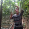 刘旺甜瓜品种——山东品种好的甜瓜种子供应