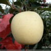 矮化维纳斯黄金苹果苗，M9T337维纳斯黄金苹果苗