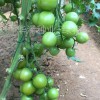 供应荷兰进口绿将军小番茄种子 绿色番茄种子 绿宝石小番茄种子