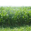 墨西哥玉米种子供销：墨西哥玉米种子认准绿牧天下