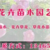 上盆玉簪种植 大量出售优质花卉苗木