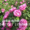 四季玫瑰种苗 专业的四季玫瑰提供商，当属立彩花卉苗木