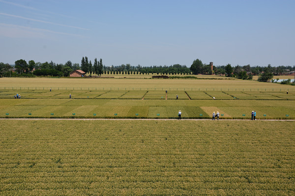 小麦审定试验田全貌