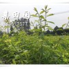 重庆长寿李子苗几年挂果？长寿青脆李树苗产量如何？