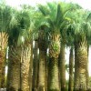 加拿利海枣园林种植——供应浙江热销的布迪椰子