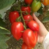 供应特色番茄--红罗曼